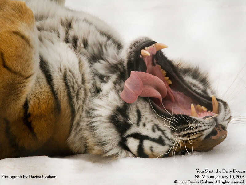 Tiger Yawning in Snow