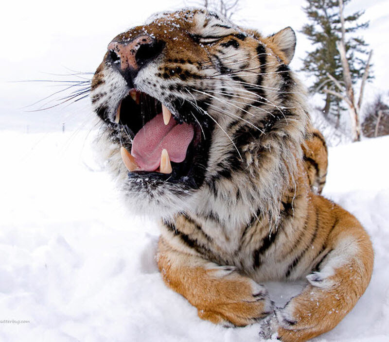 Tiger Yawning in Snow — White