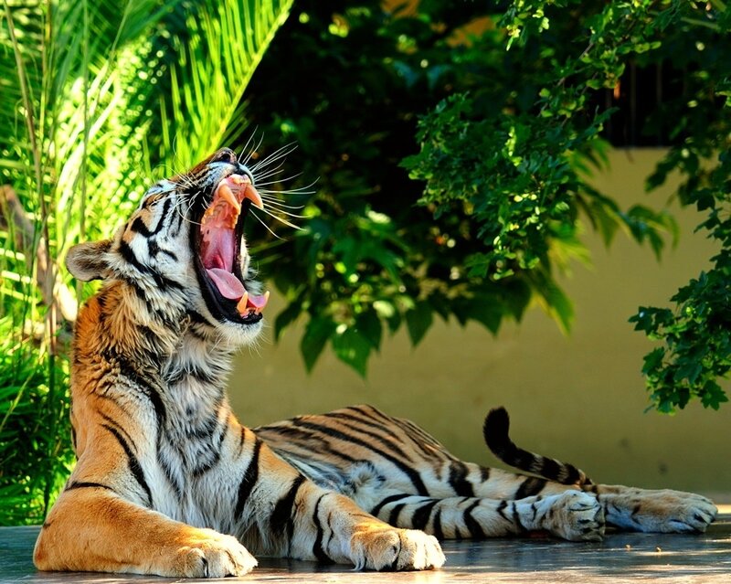 tiger yawning in the sun