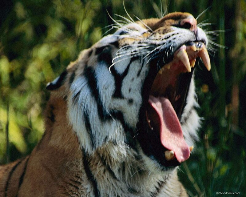 tiger yawning in the wild