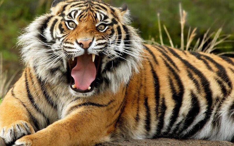 tiger yawning in the wild