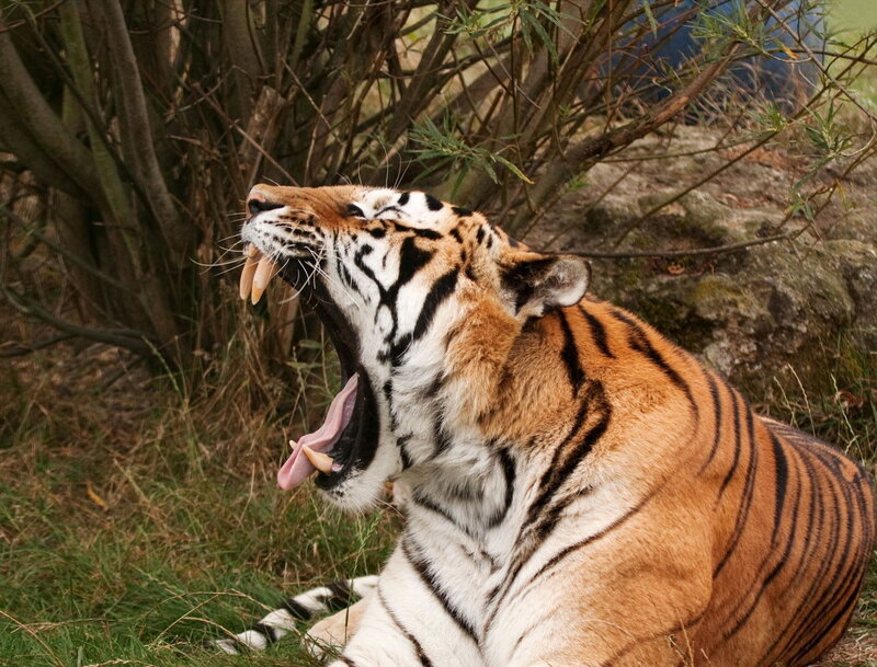 tiger yawning in the wild