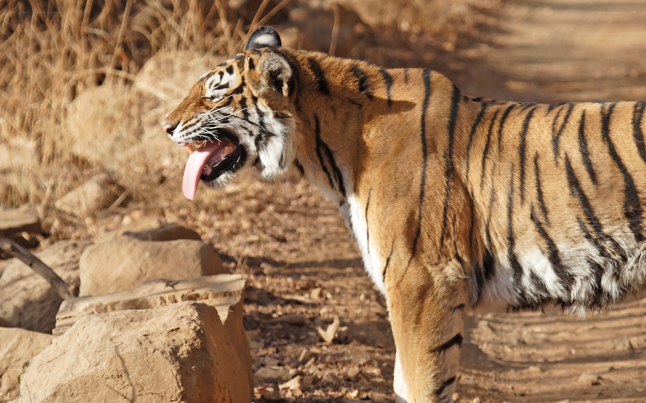tiger yawning in the wild