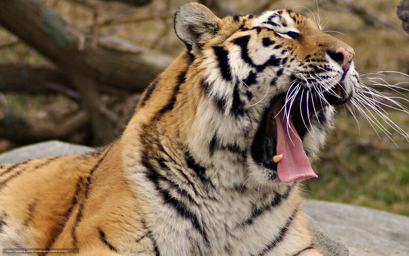 tiger yawning in the wild