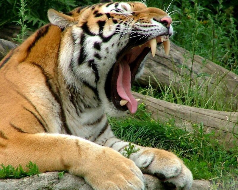 Tiger yawning in the wild