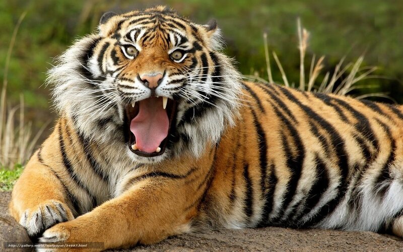 Tiger yawning in the wild
