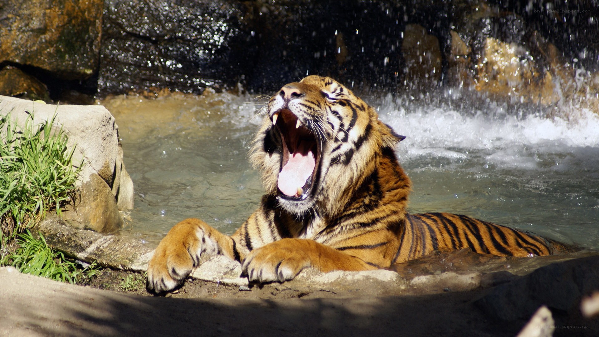 tiger yawning in water