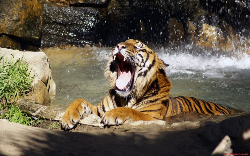 Tiger Yawning in Water — Orange