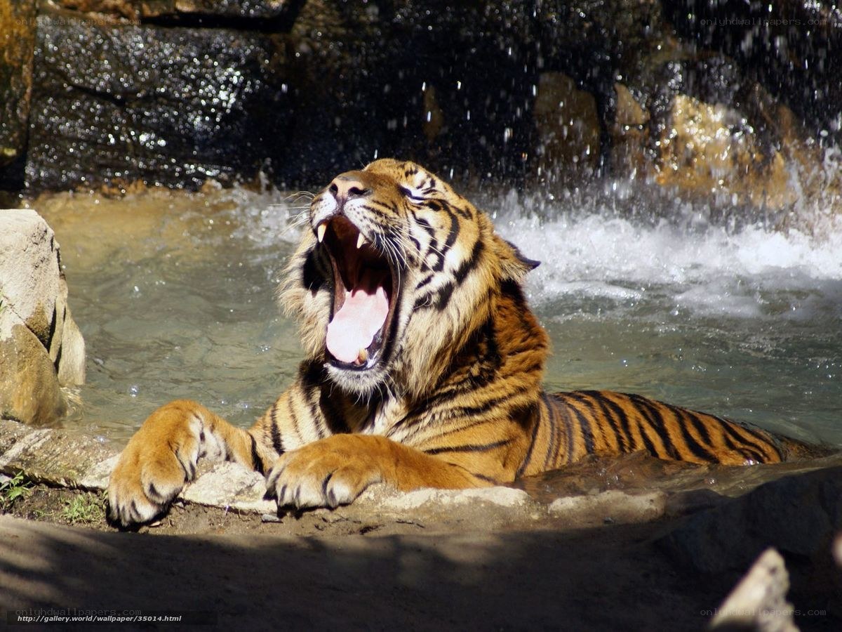 tiger yawning in water