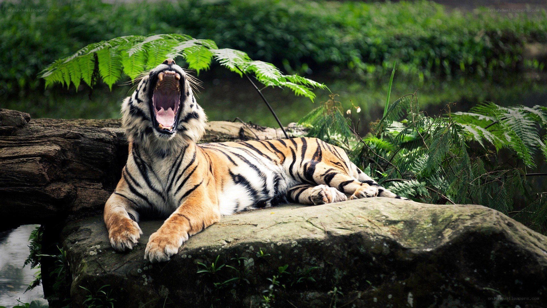 tiger yawning on a rock