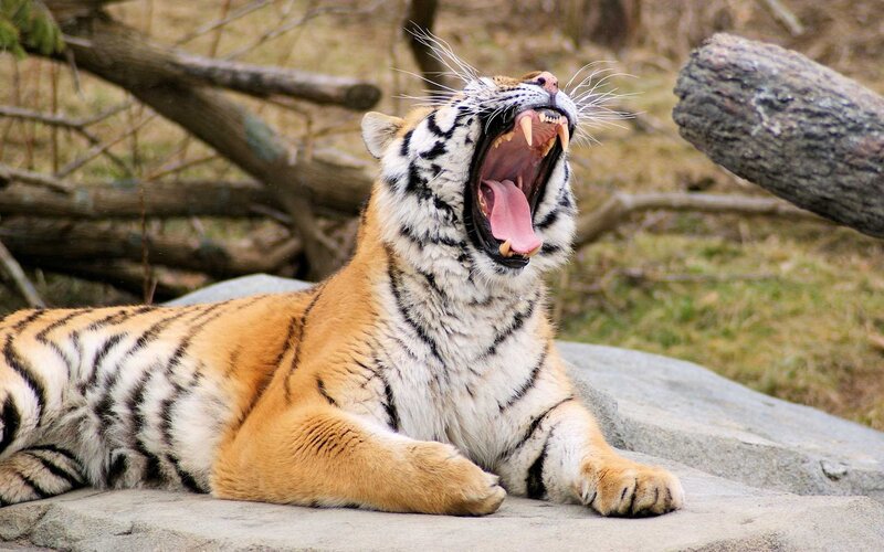 tiger yawning on a rock