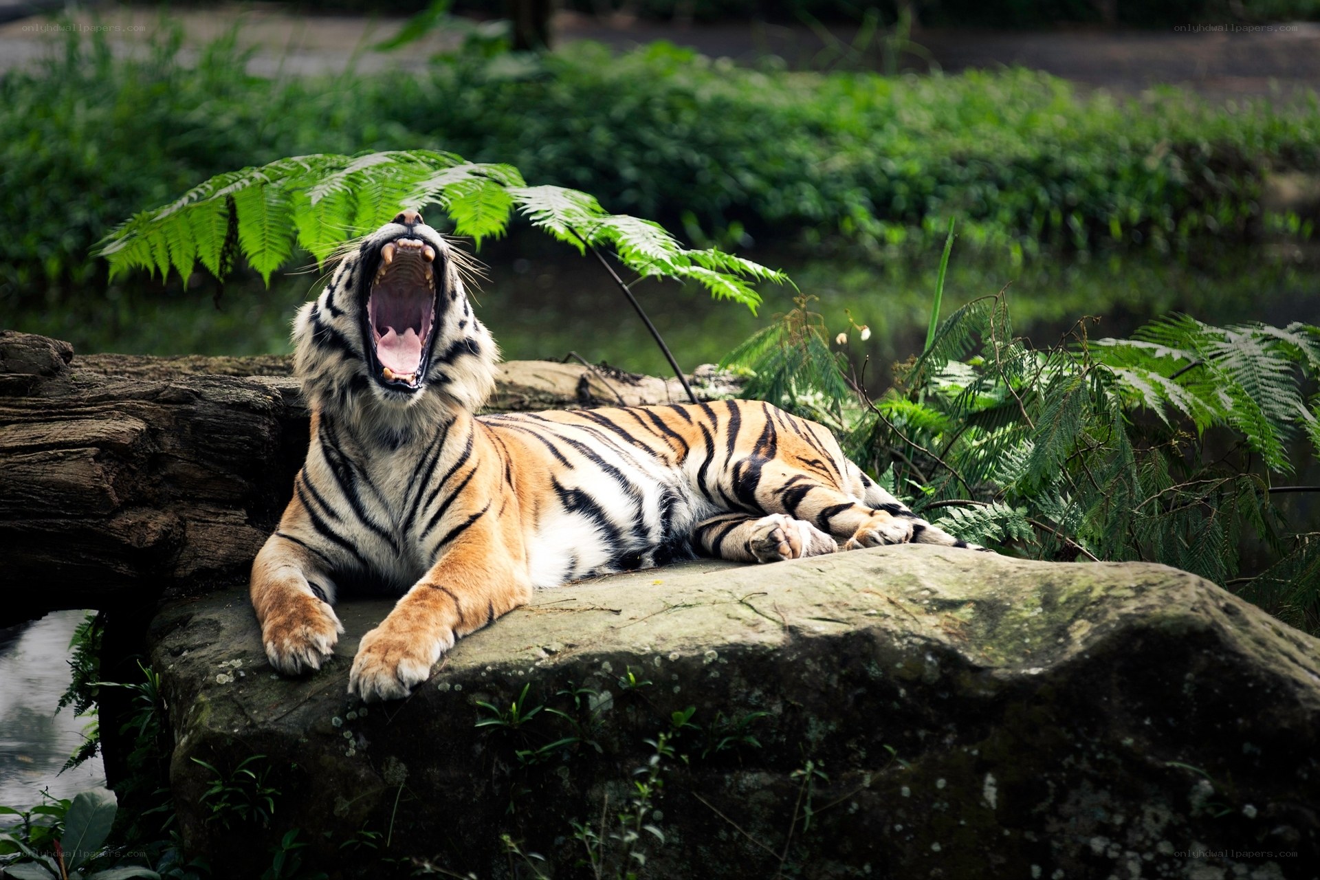 Tiger yawning on a rock