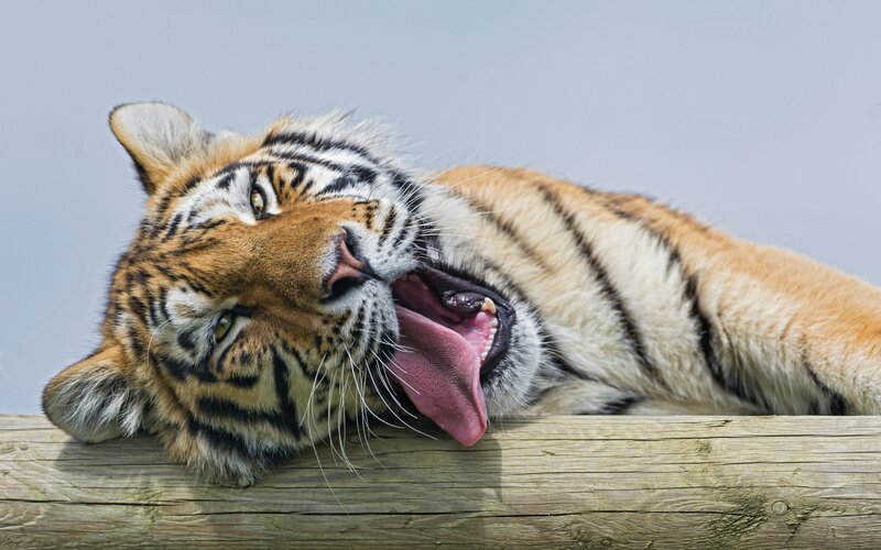 Tiger Yawning on Log