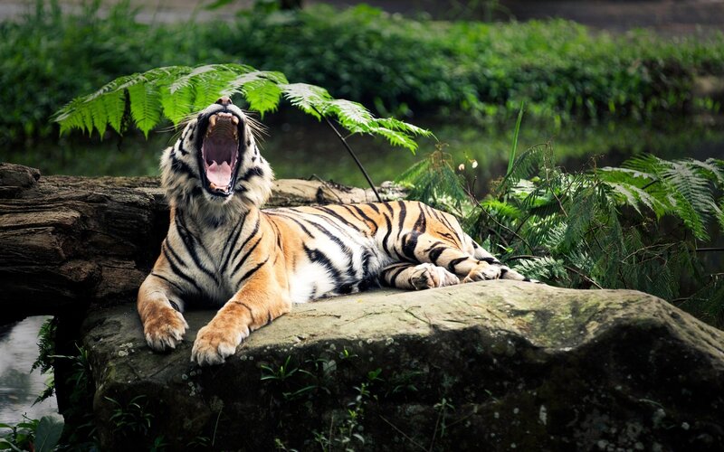 Tiger Yawning on Rock — Orange, Natural, Afternoon