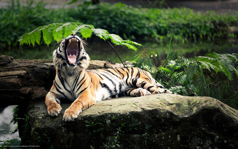 Tiger Yawning on Rock — Orange, Natural