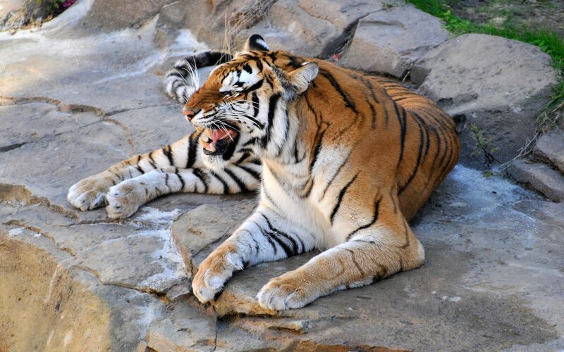 Tiger Yawning on Rock — Orange, Relaxed