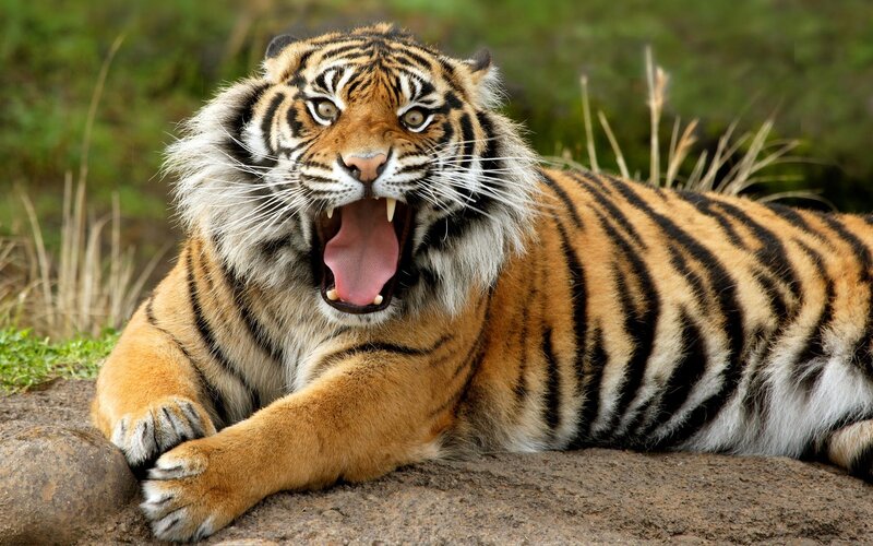 Tiger Yawning on Rock — Orange