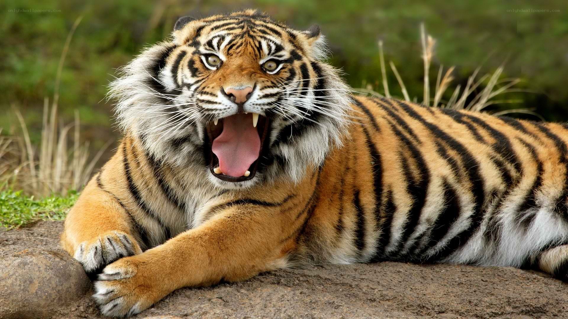 tiger yawning on rock