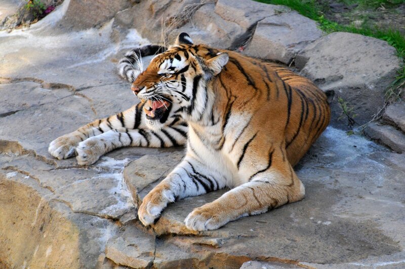 tiger yawning on rocks