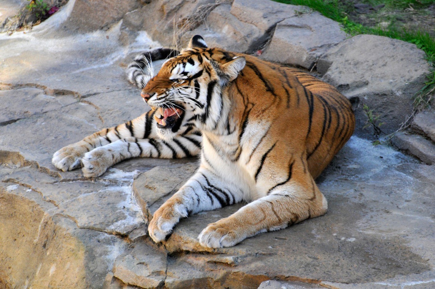 tiger yawning on rocks