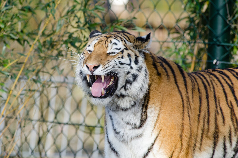 Tiger Yawning — Orange, Alert, Afternoon, Photograph, Fence