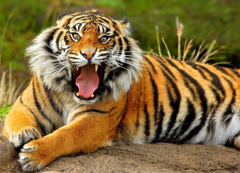 Tiger Yawning — Orange, Alert, Afternoon, Photograph, Grass, Rock