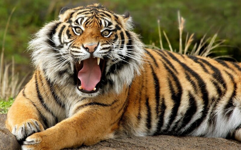 Tiger Yawning — Orange, Alert, Afternoon