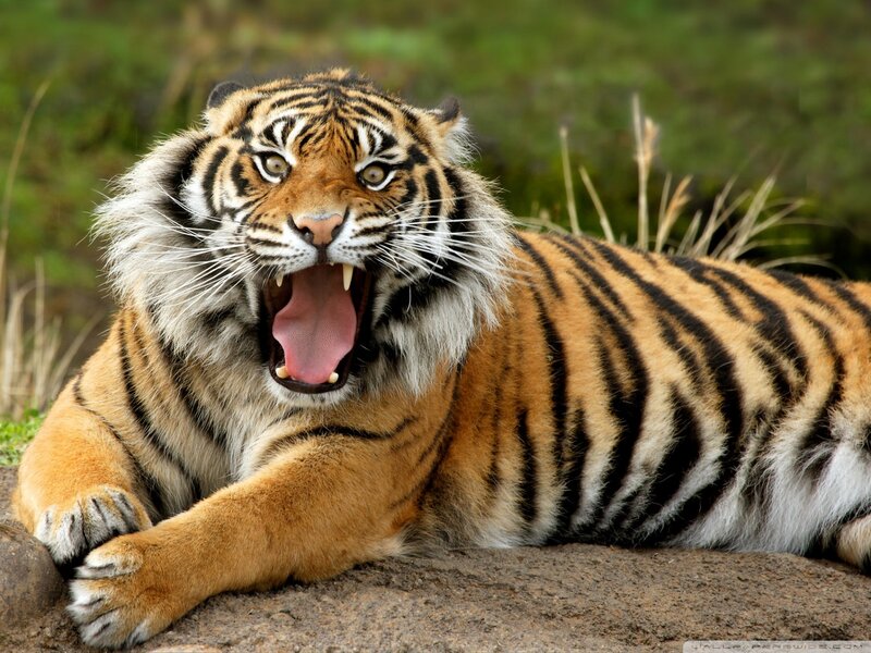 Tiger Yawning — Orange, Alert, Photograph, Grass, Rock