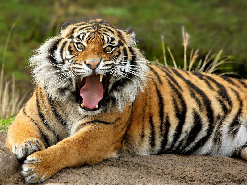 Tiger Yawning — Orange, Alert, Photograph