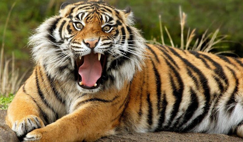 Tiger Yawning — Orange, Alert