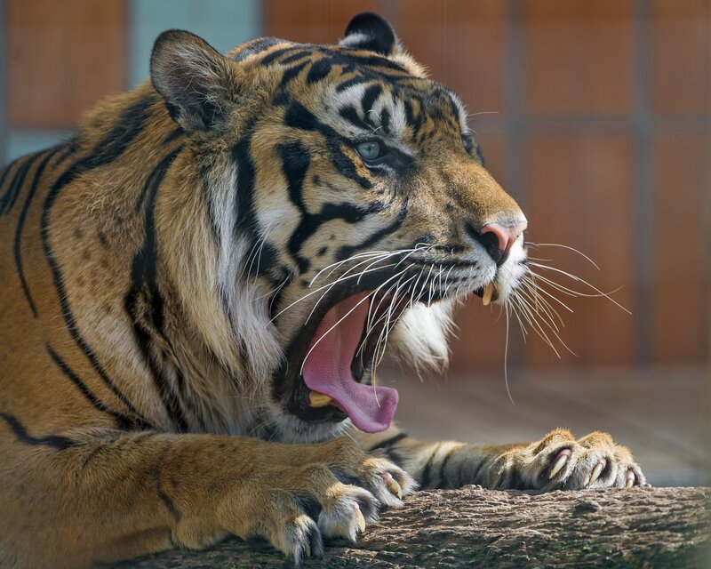 Tiger Yawning — Orange, Calm, Afternoon, Photograph