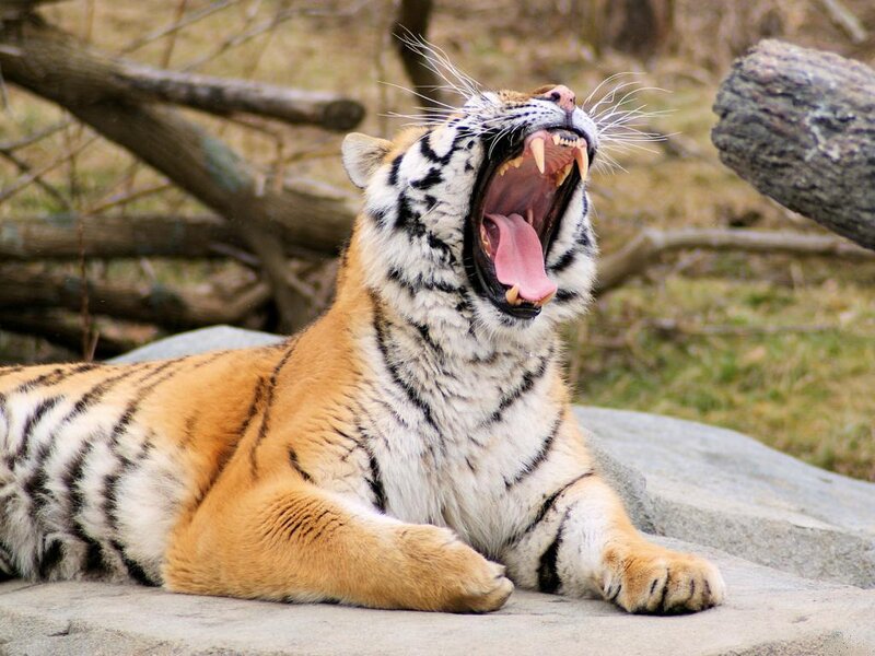 Tiger Yawning — Orange, Calm, Afternoon