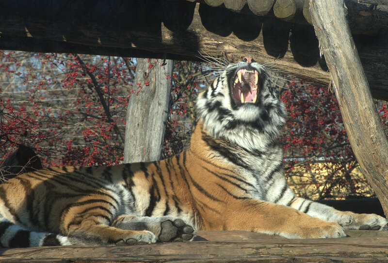 Tiger Yawning — Orange, Calm, Autumn