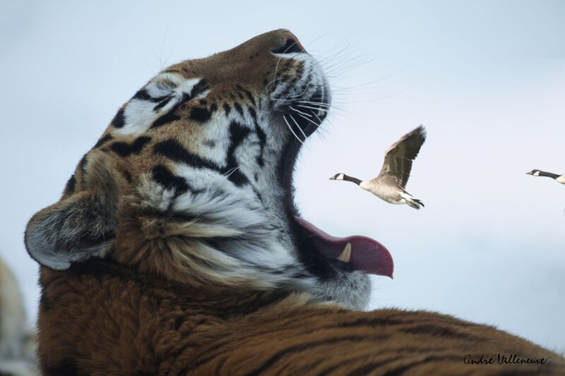 Tiger Yawning — Orange, Calm, Morning