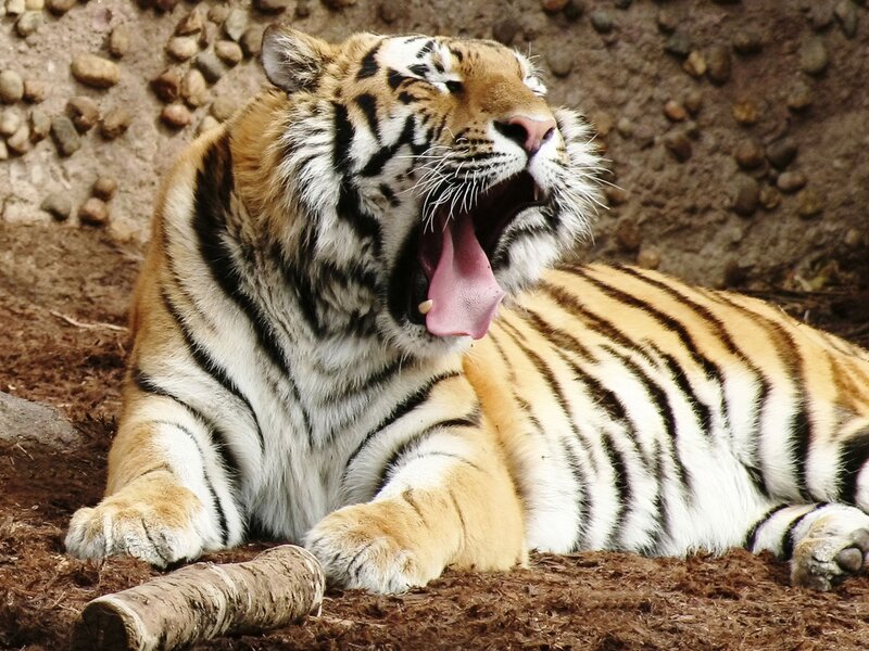 Tiger Yawning — Orange, Calm, Photograph, Ground