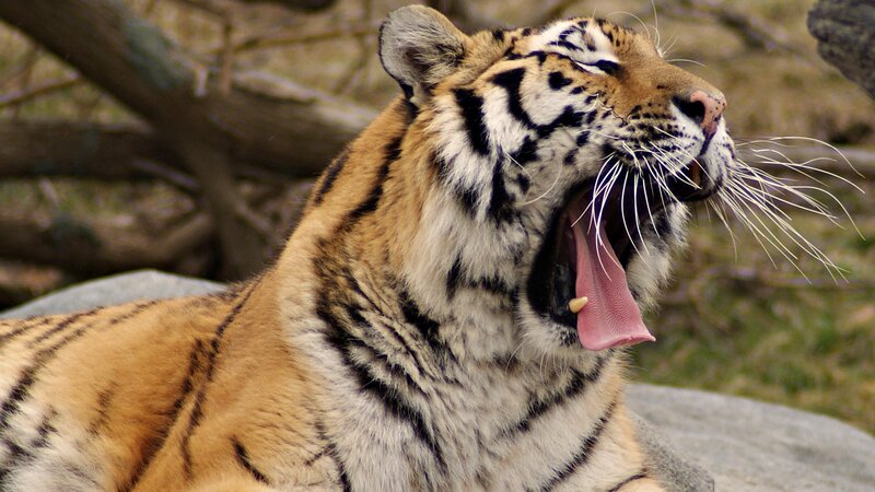 Tiger Yawning — Orange, Calm, Photograph