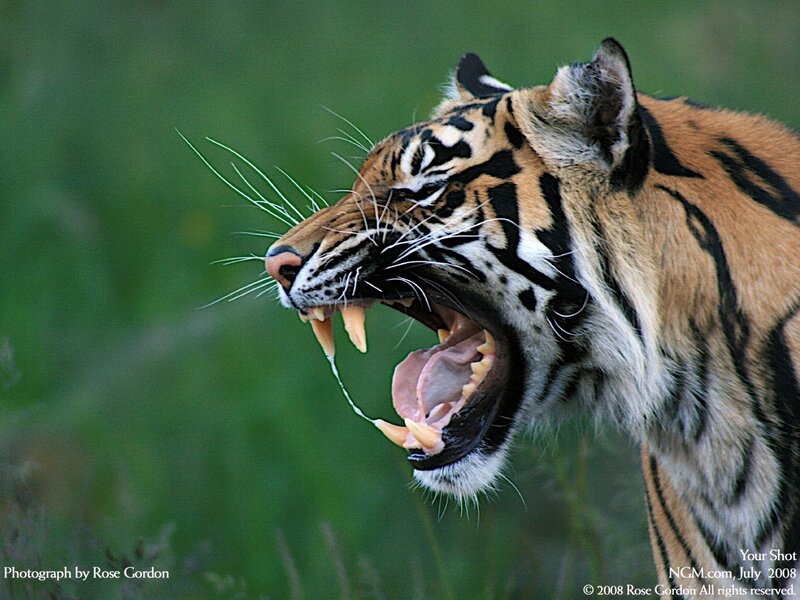 Tiger Yawning — Orange, Dramatic, Photograph, Grass
