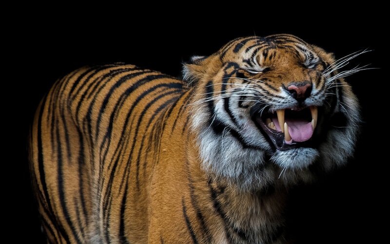 Tiger Yawning — Orange, Dramatic, Photograph, Stripes