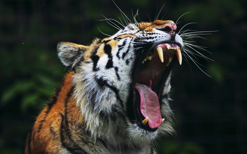Tiger Yawning — Orange, Dramatic, Photograph, Teeth
