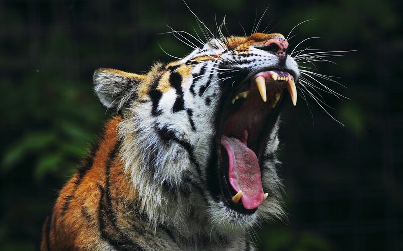 Tiger Yawning — Orange, Dramatic, Photograph, Teeth, Tongue