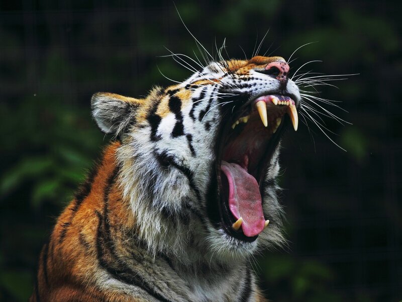 Tiger Yawning — Orange, Dramatic, Photograph