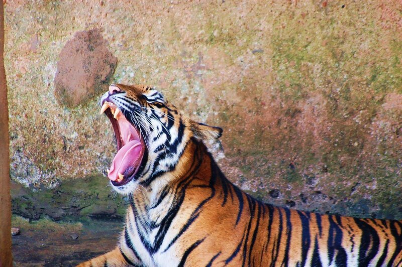 Tiger Yawning — Orange, Dramatic, Photograph, Wall
