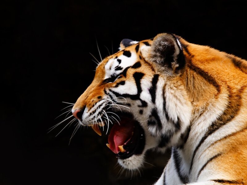 Tiger Yawning — Orange, Dramatic
