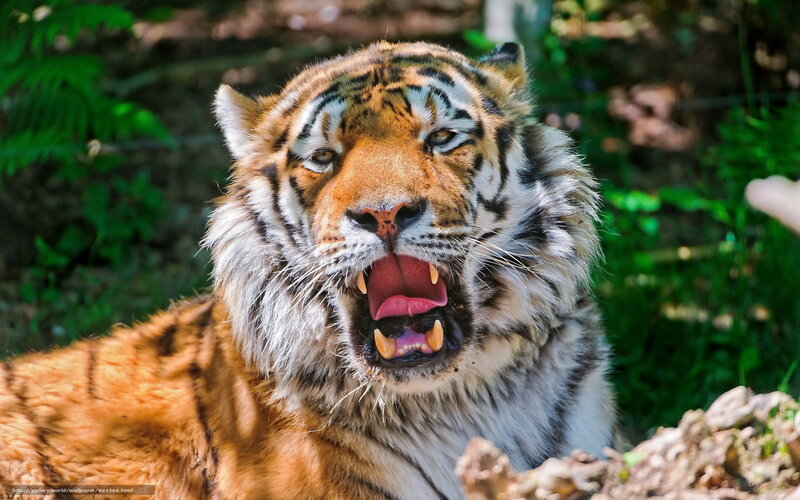 Tiger Yawning — Orange, Intense, Afternoon