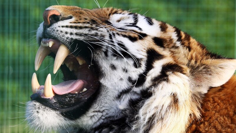 Tiger Yawning — Orange, Intense, Photograph, Fence