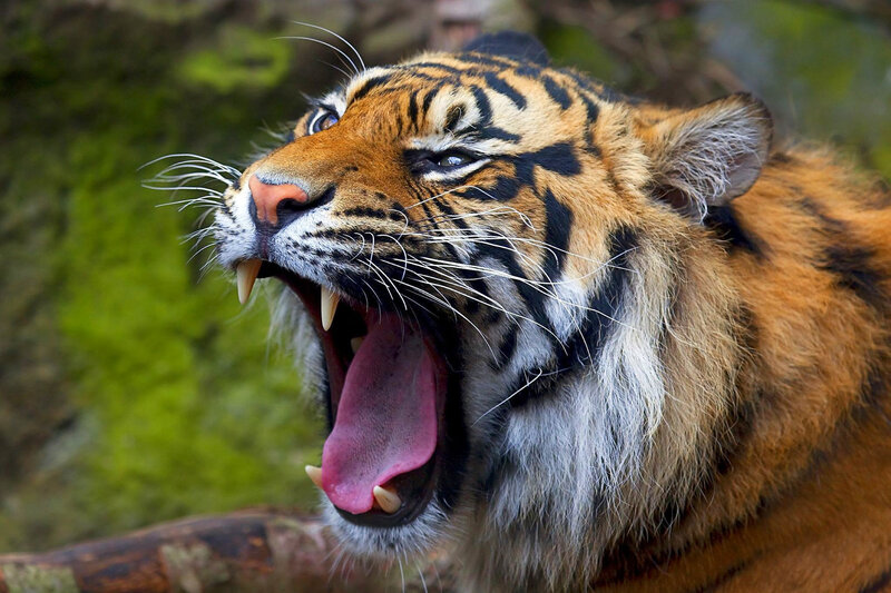 Tiger Yawning — Orange, Intense, Photograph