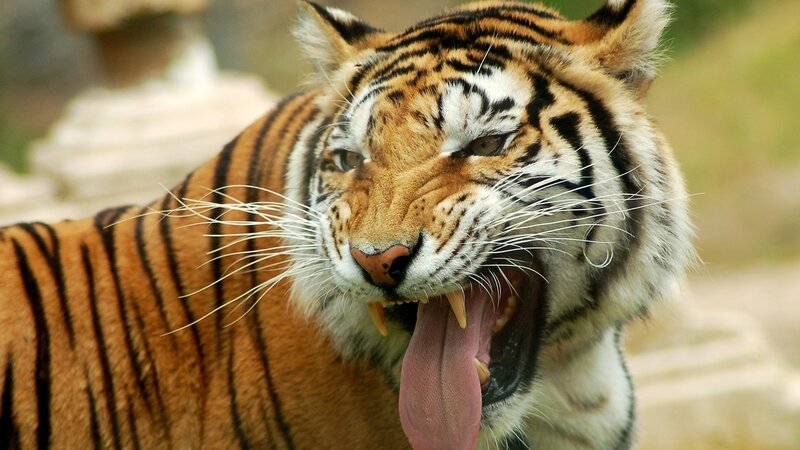 Tiger Yawning — Orange, Intense, Photograph, Whiskers