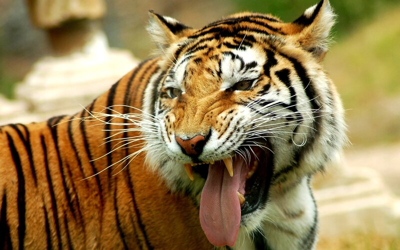 Tiger Yawning — Orange, Intense