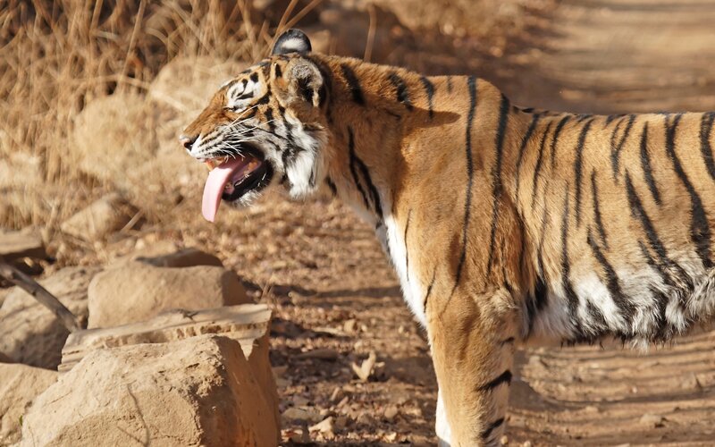 Tiger Yawning — Orange, Natural, Afternoon, Photograph, Dry Grass