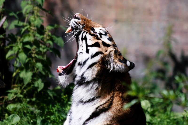 Tiger Yawning — Orange, Natural, Afternoon, Photograph, Plants
